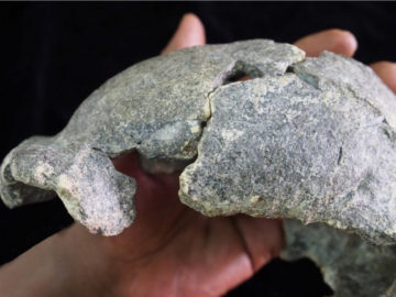 A study of two new skulls of Homo erectus up to 1.5 million-years-old