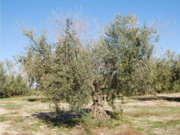 New olive tree varieties step up to fight against anthracnose