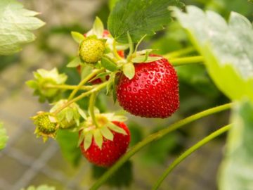 An algorithm to measure fruit morphology