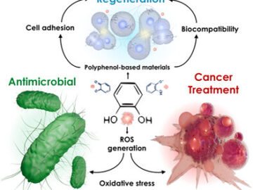 A new ICN2 Review Highlights the Expanding Biomedical Potential of Polyphenols