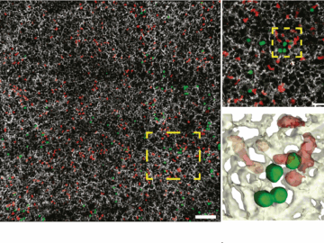 Nature: NeuMap, a pioneering map of neutrophils that redefines their role in health, infection, and inflammation