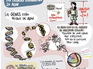 La acción de los estrógenos, la principal hormona sexual femenina, depende de cómo se ‘súperenrolla’ el ADN