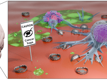 Could a Mussel-Inspired Adhesive Patch Help Treat Brain Tumours?