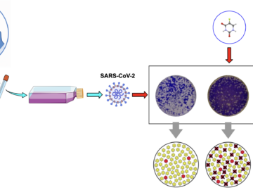 Diseñan una nueva estrategia antiviral que fuerza la inestabilidad del SARS-CoV-2