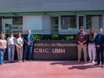 A study from the Institute for Neurosciences UMH-CSIC identifies a key mechanism in the degeneration of motor neurons in ALS