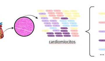 Genome Biology: A new technology helps reveal how the heart generates cells with regenerative potential