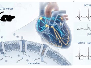 Nature Communications: A naturally occurring molecule opens a new avenue to preventing life-threatening arrhythmias